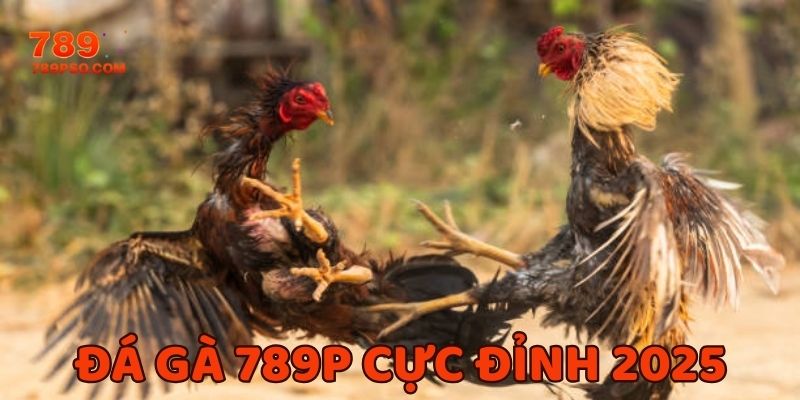 Trải nghiệm đá gà cực đỉnh tại nền tảng