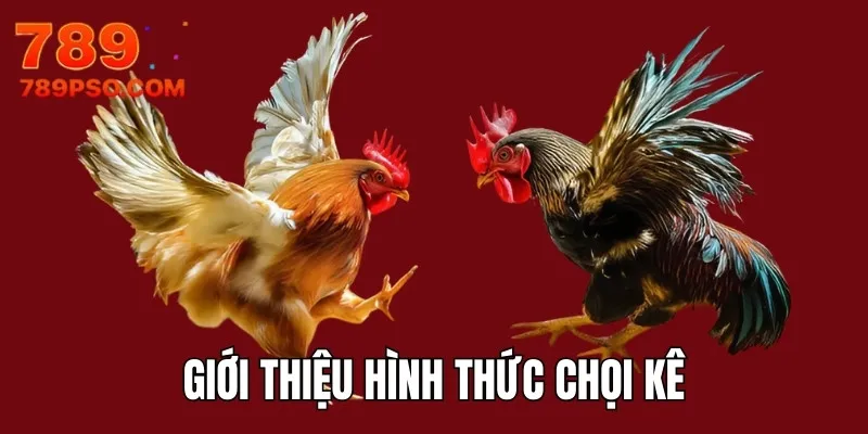 Giới thiệu hình thức chọi kê