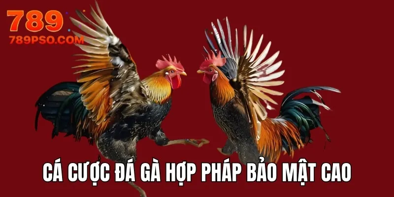 Hệ thống cá cược đá gà hợp pháp bảo mật cao
