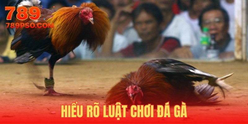 Mẹo đá gà thắng lớn sẽ giúp bạn đổi đời nhanh chóng