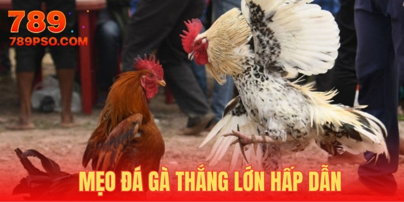 Mẹo chinh phục đá gà bằng cách nắm rõ luật chơi